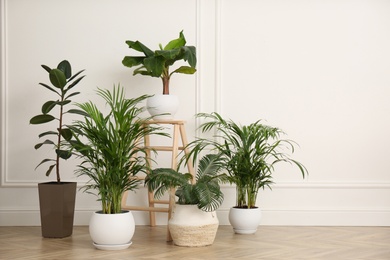 Photo of Different beautiful indoor plants in room. House decoration