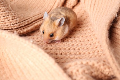 Photo of Cute little hamster on pink knitted sweater