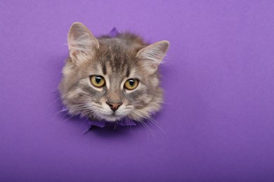 Photo of Cute cat looking through hole in purple paper. Space for text