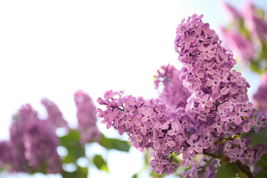 Photo of Closeup view of beautiful blossoming lilac shrub outdoors