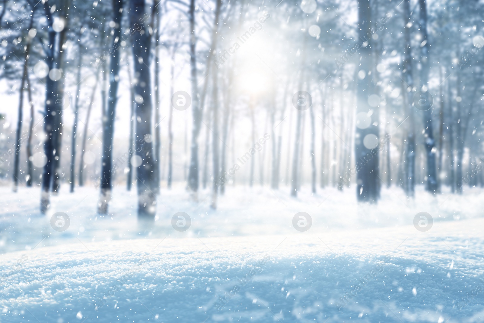 Image of Beautiful fluffy snow in forest. Winter season 