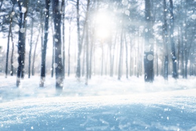 Beautiful fluffy snow in forest. Winter season 