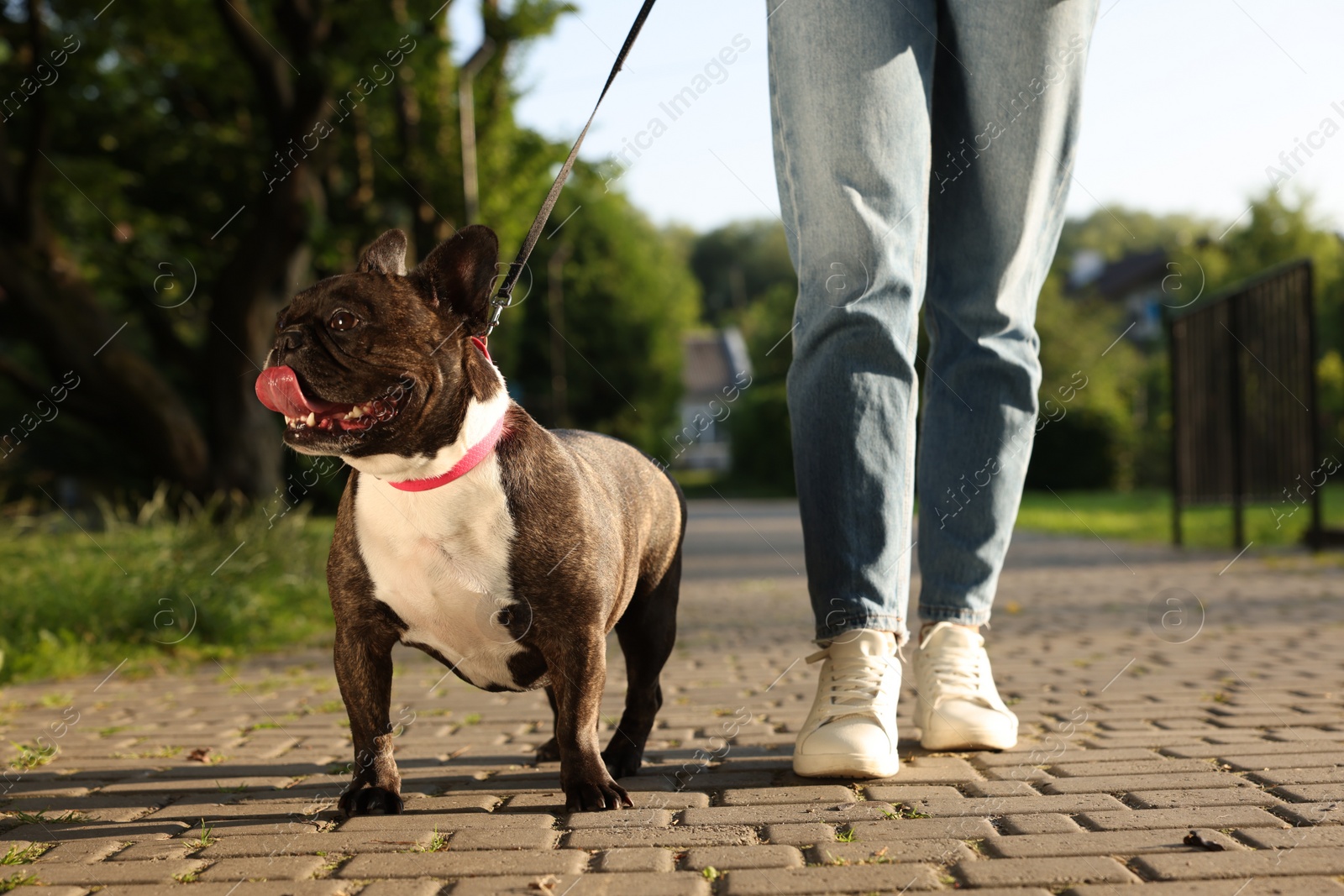 Photo of Woman walking with cute French Bulldog outdoors, closeup