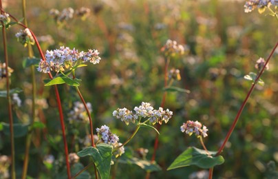 Photo of Many beautiful buckwheat flowers growing in field on sunny day, closeup