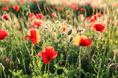 Photo of Sunlit field of beautiful blooming red poppy flowers