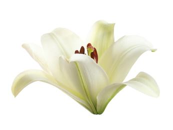 Beautiful blooming lily flower isolated on white