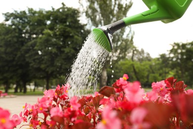 Photo of Irrigating blooming plant with green watering can outdoors