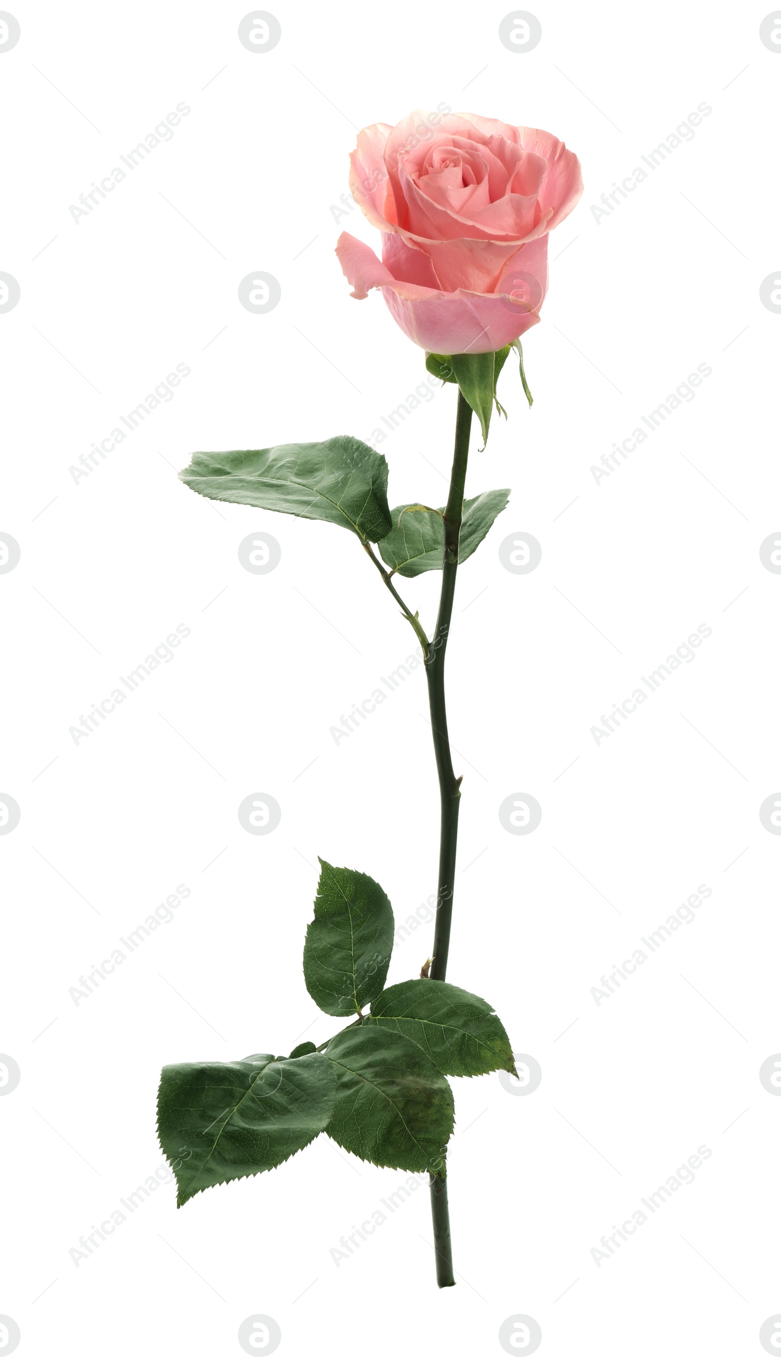 Photo of Beautiful pink rose on white background. Perfect gift