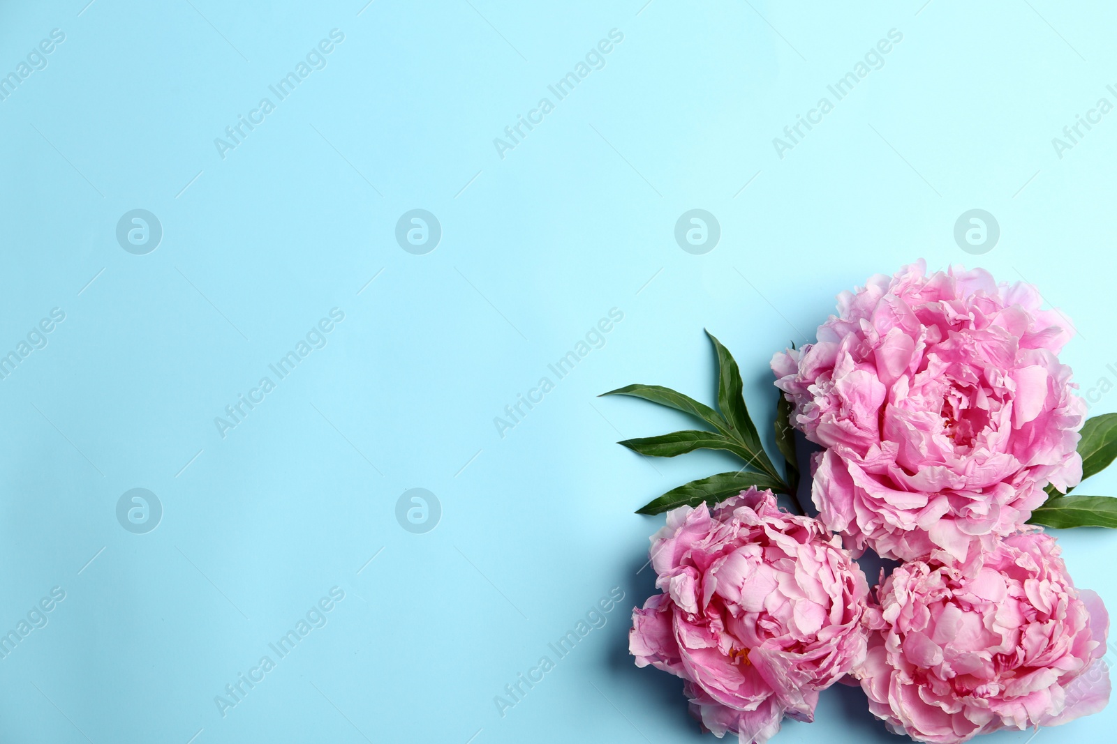 Photo of Beautiful peonies on light blue background, flat lay. Space for text