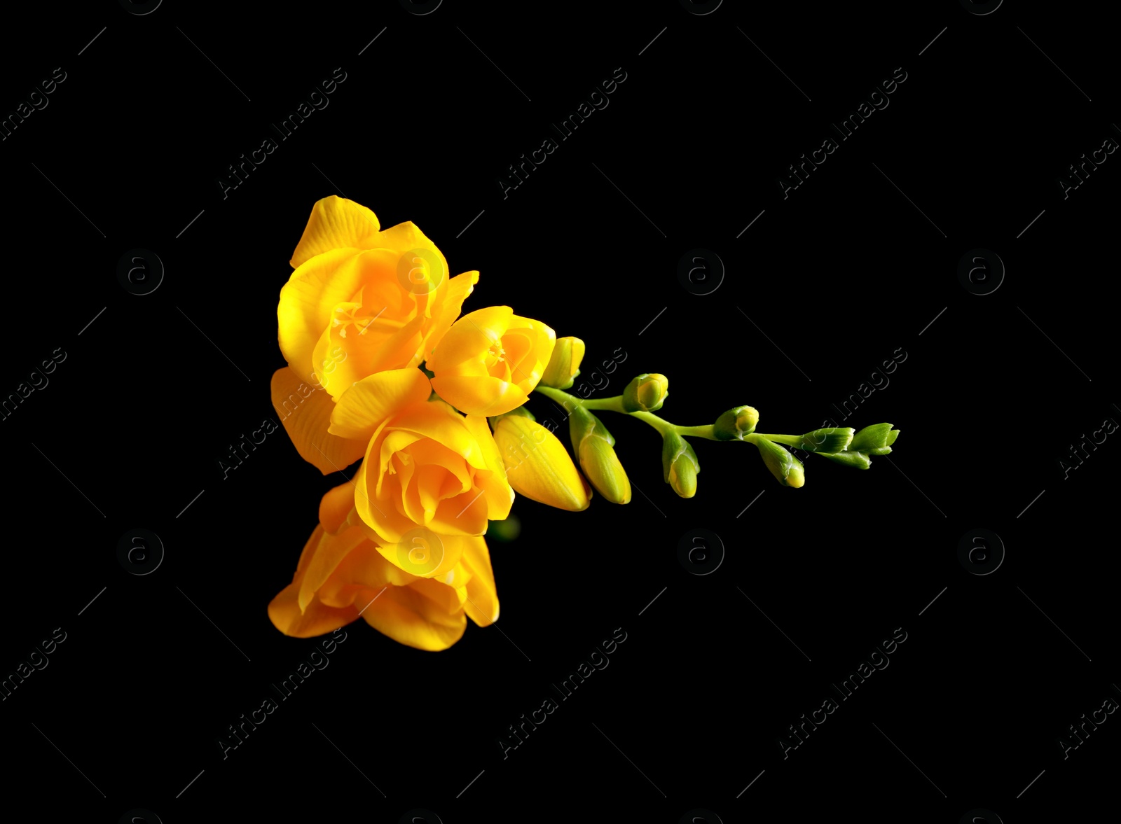 Photo of Beautiful yellow freesia flowers on black background