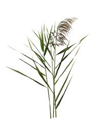 Photo of Beautiful reeds with lush green leaves and seed head on white background