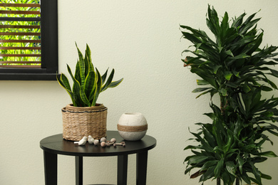 Houseplant in wicker pot on table indoors. Interior design