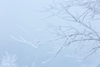 Beautiful tree branches covered with snow on winter day, closeup