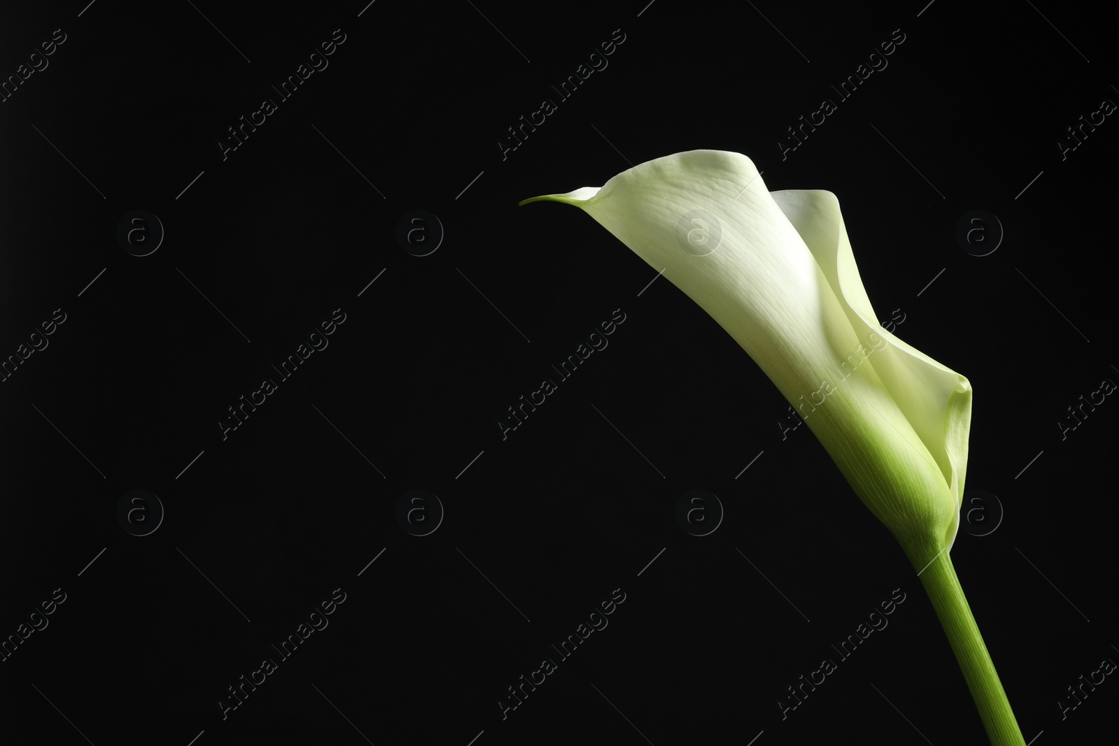 Photo of Beautiful calla lily flower on black background, space for text