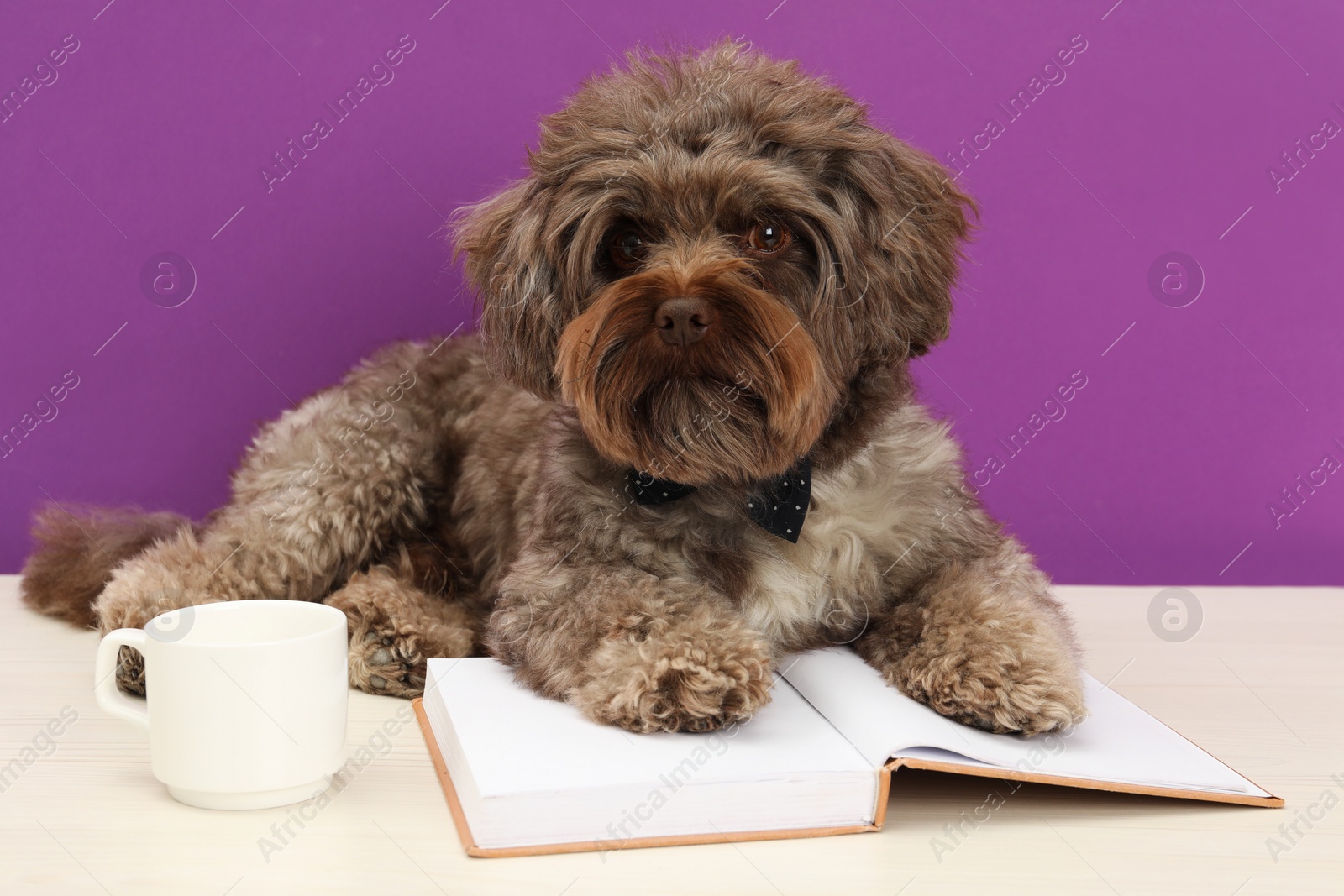 Photo of Cute Maltipoo dog with book and cup on white table against violet background. Lovely pet
