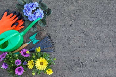 Photo of Beautiful blooming flowers, gloves and gardening tools on soil, flat lay. Space for text