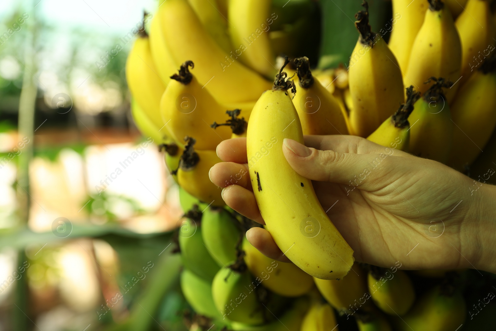 Photo of Woman holding ripe banana near tree outdoors, closeup. Space for text