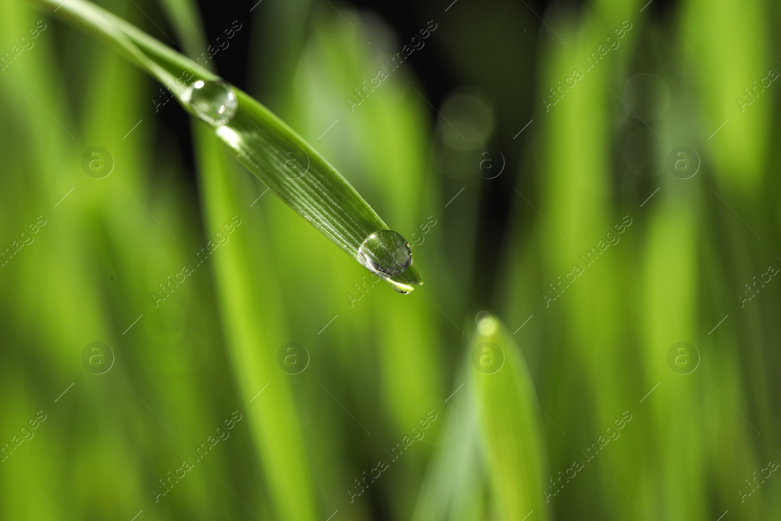 Photo of Water drops on grass blade against blurred background, closeup