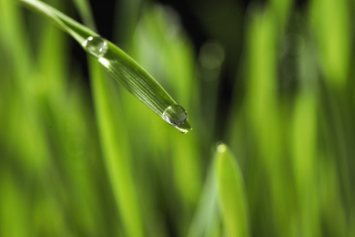 Photo of Water drops on grass blade against blurred background, closeup