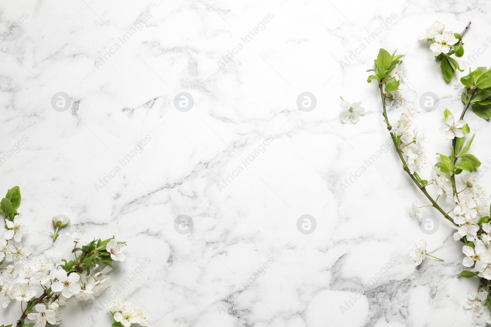 Photo of Cherry tree branches with beautiful blossoms on white marble table, flat lay. Space for text