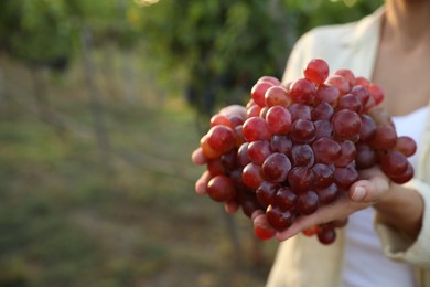 Woman holding cluster of ripe grapes in vineyard, closeup