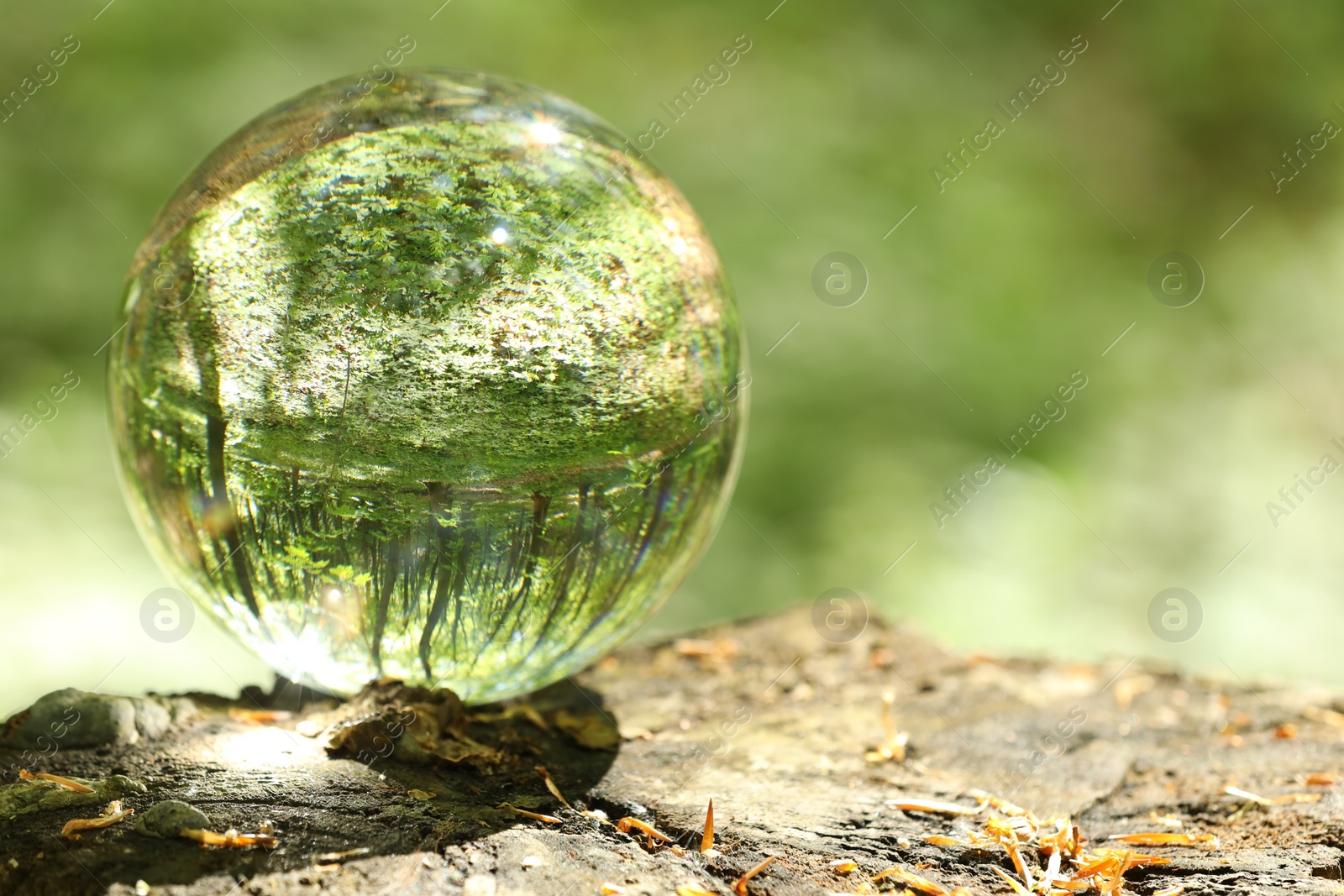 Photo of Green trees outdoors, overturned reflection. Crystal ball on stump in forest. Space for text