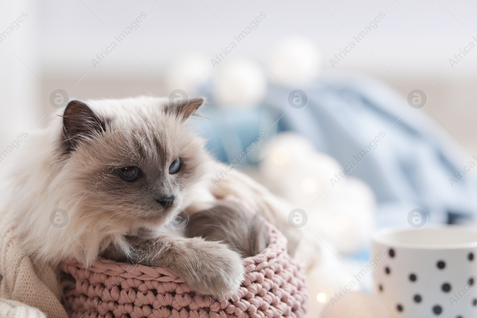 Photo of Cute cat lying in basket at home. Warm and cozy winter