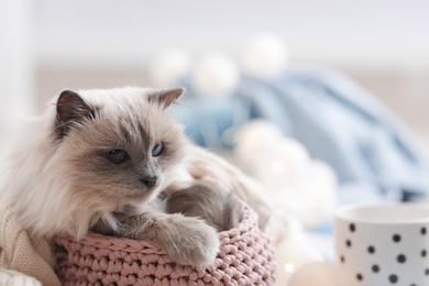 Cute cat lying in basket at home. Warm and cozy winter