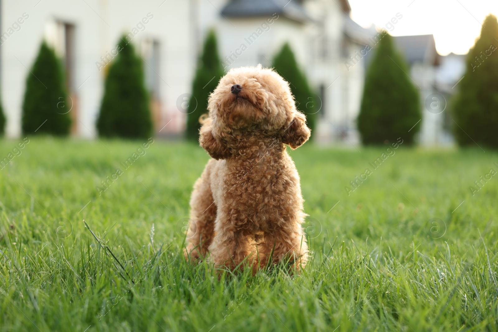 Photo of Cute Maltipoo dog on green lawn outdoors