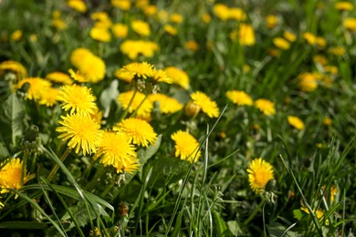 Beautiful bright yellow dandelions in green grass on sunny day, closeup