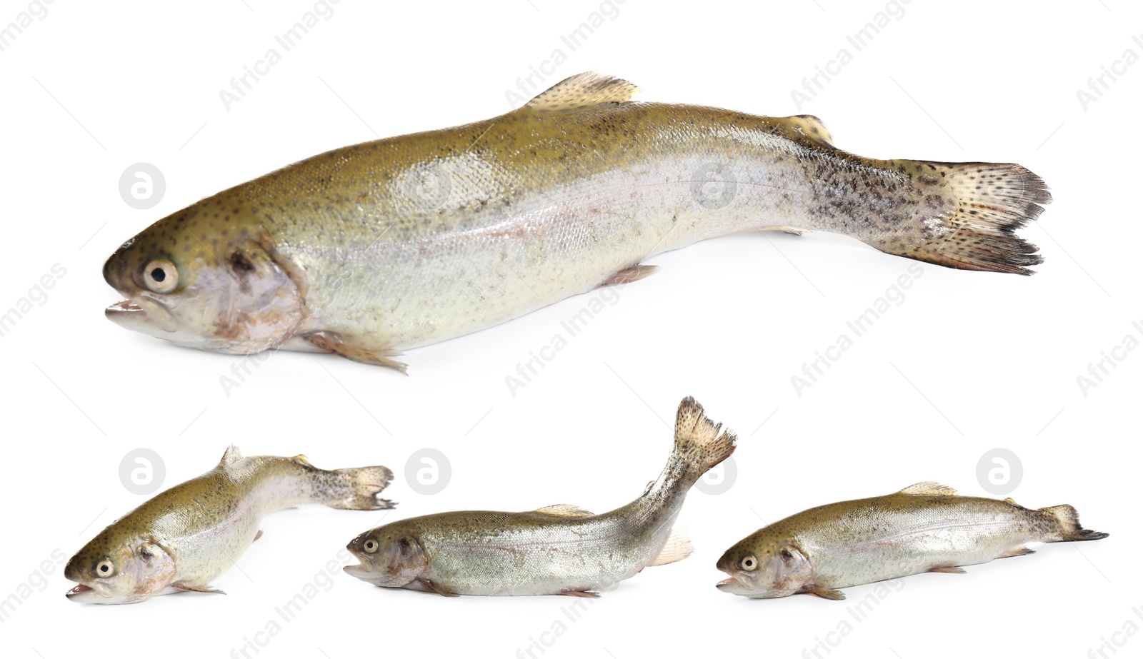 Image of Set of fresh cutthroat trout fish on white background