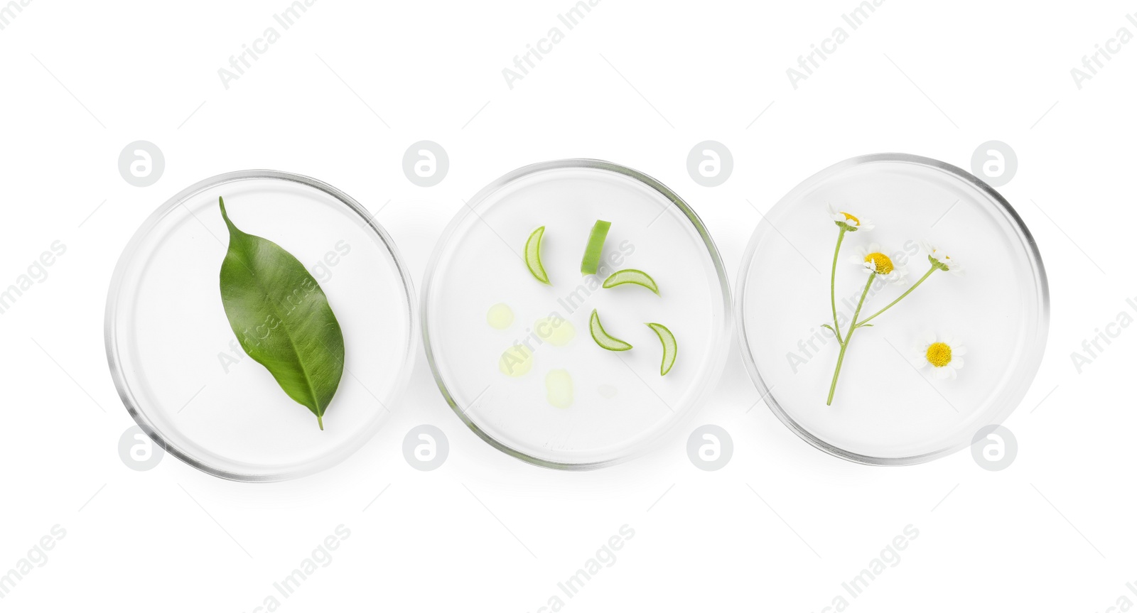 Photo of Petri dishes with different plants isolated on white, top view