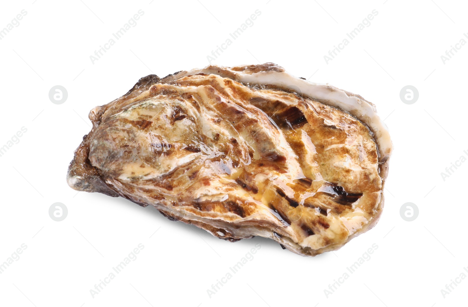 Photo of Fresh raw closed oyster isolated on white