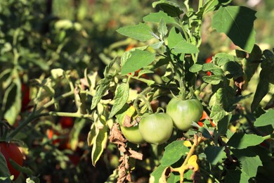 Photo of Unripe tomatoes growing on bush outdoors, closeup