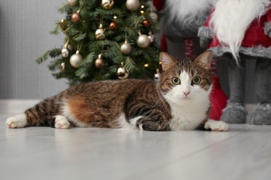 Photo of Cute cat lying on floor near Christmas tree and Scandinavian gnomes at home. Lovely pet