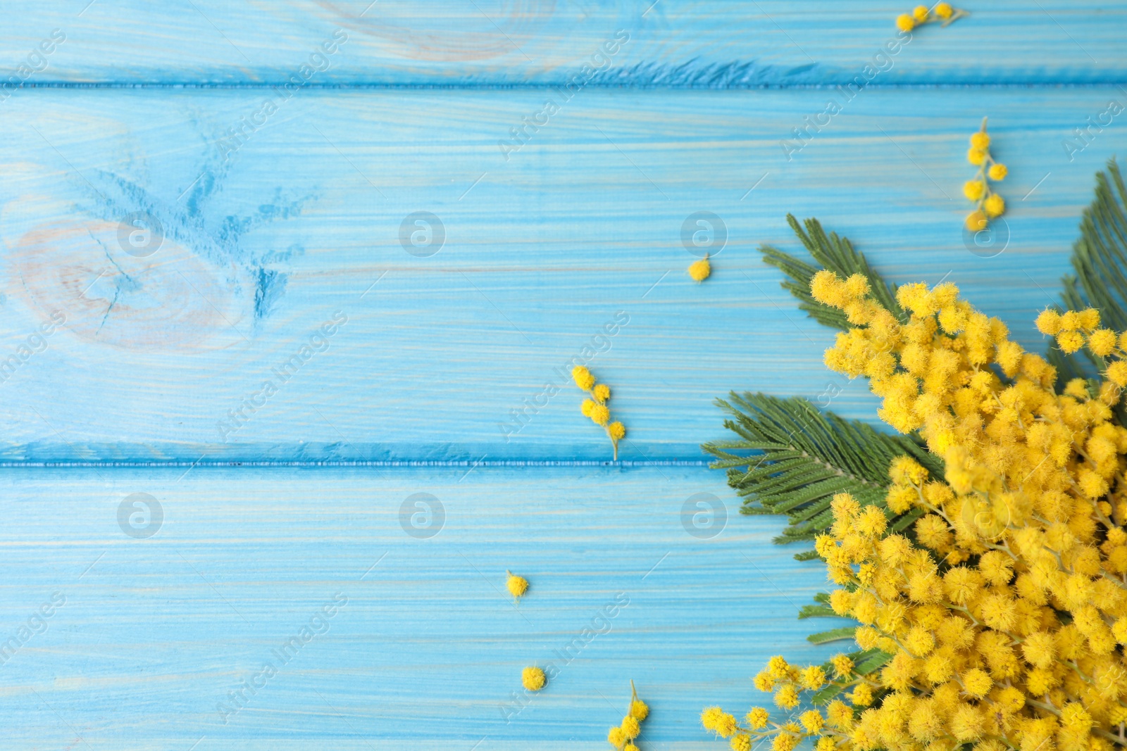 Photo of Beautiful mimosa flowers on light blue wooden table, flat lay. Space for text