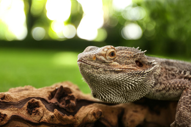 Photo of Bearded lizard (Pogona barbata) on tree branch, closeup. Exotic pet