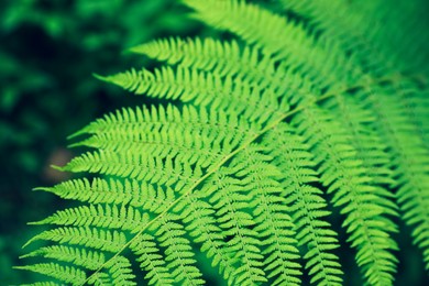 Photo of Beautiful fern leaves outdoors, closeup. Tropical plant