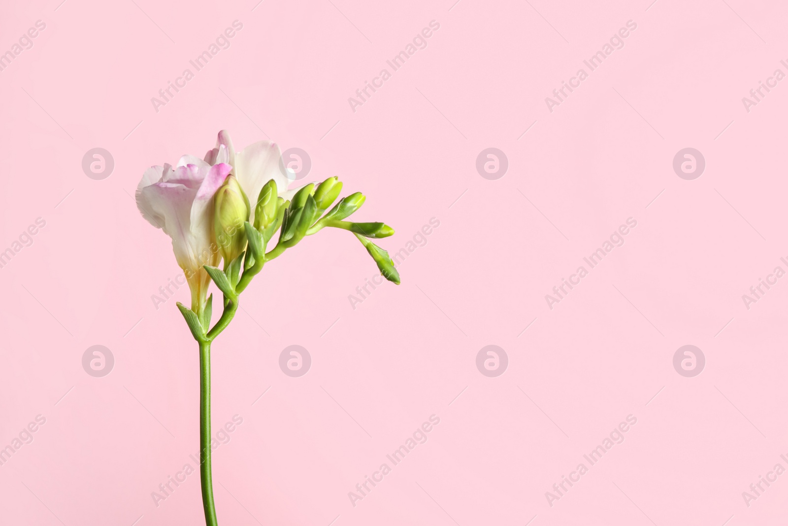 Photo of Beautiful tender freesia flower on pink background. Space for text