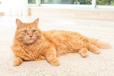 Adorable red cat lying on carpet indoors