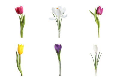 Image of Collage with beautiful spring flowers on white background.