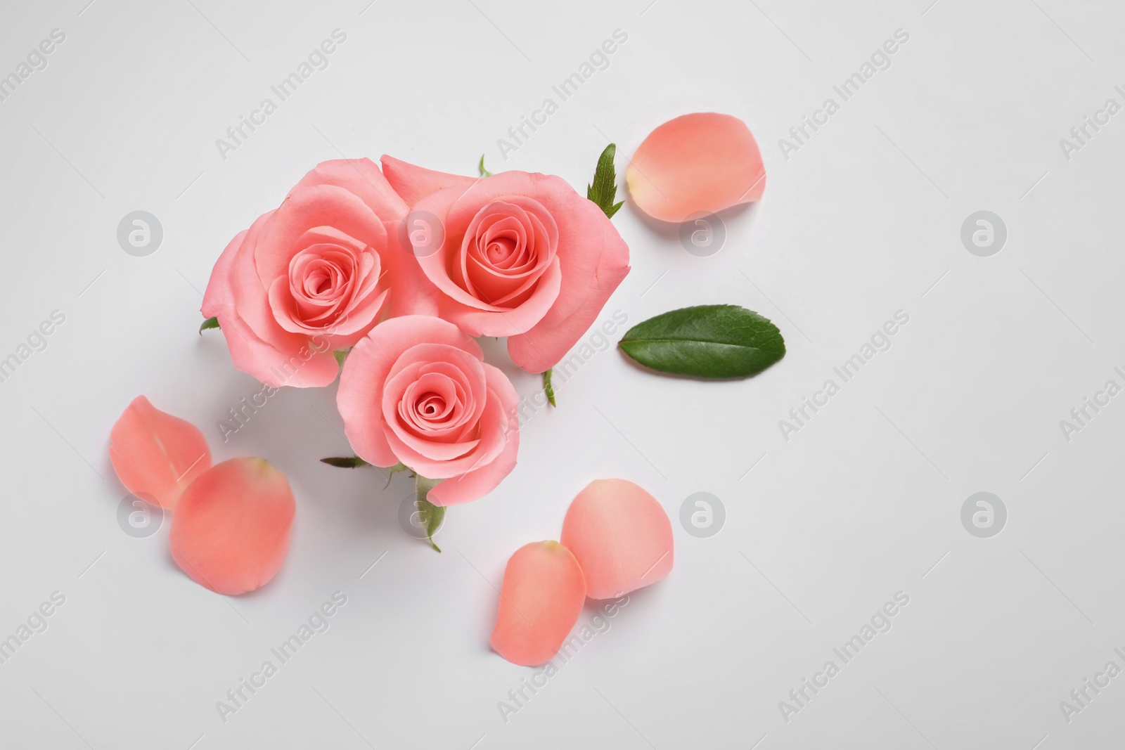 Photo of Beautiful roses on white background