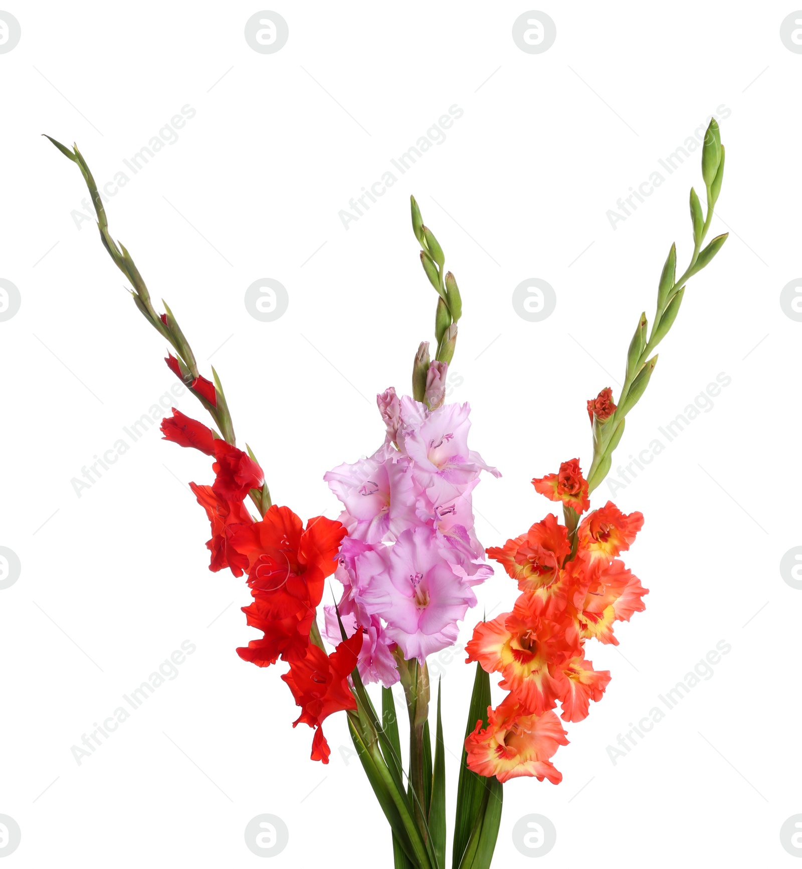 Photo of Beautiful bouquet of gladiolus flowers on white background