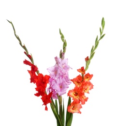 Photo of Beautiful bouquet of gladiolus flowers on white background