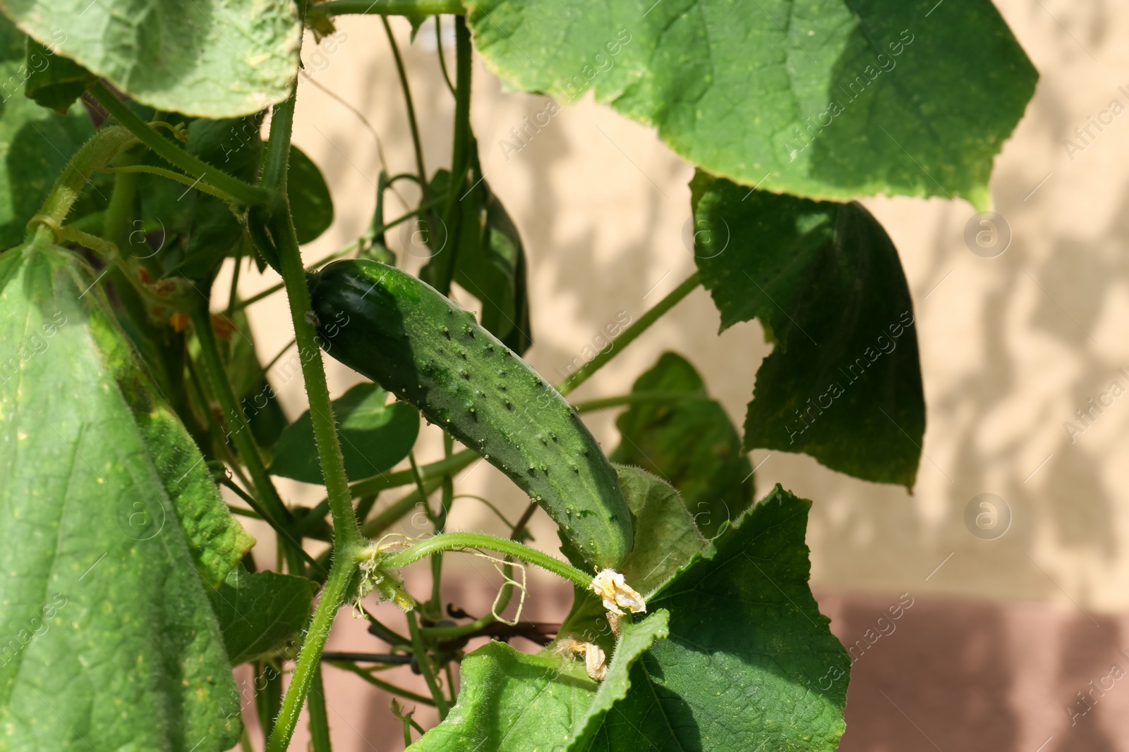 Photo of Closeup view of cucumber ripening in garden on sunny day