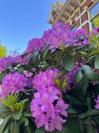 Photo of Beautiful Rhododendron shrub with violet flowers growing outdoors, closeup