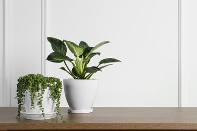 Photo of Beautiful green potted houseplants on wooden table indoors, space for text