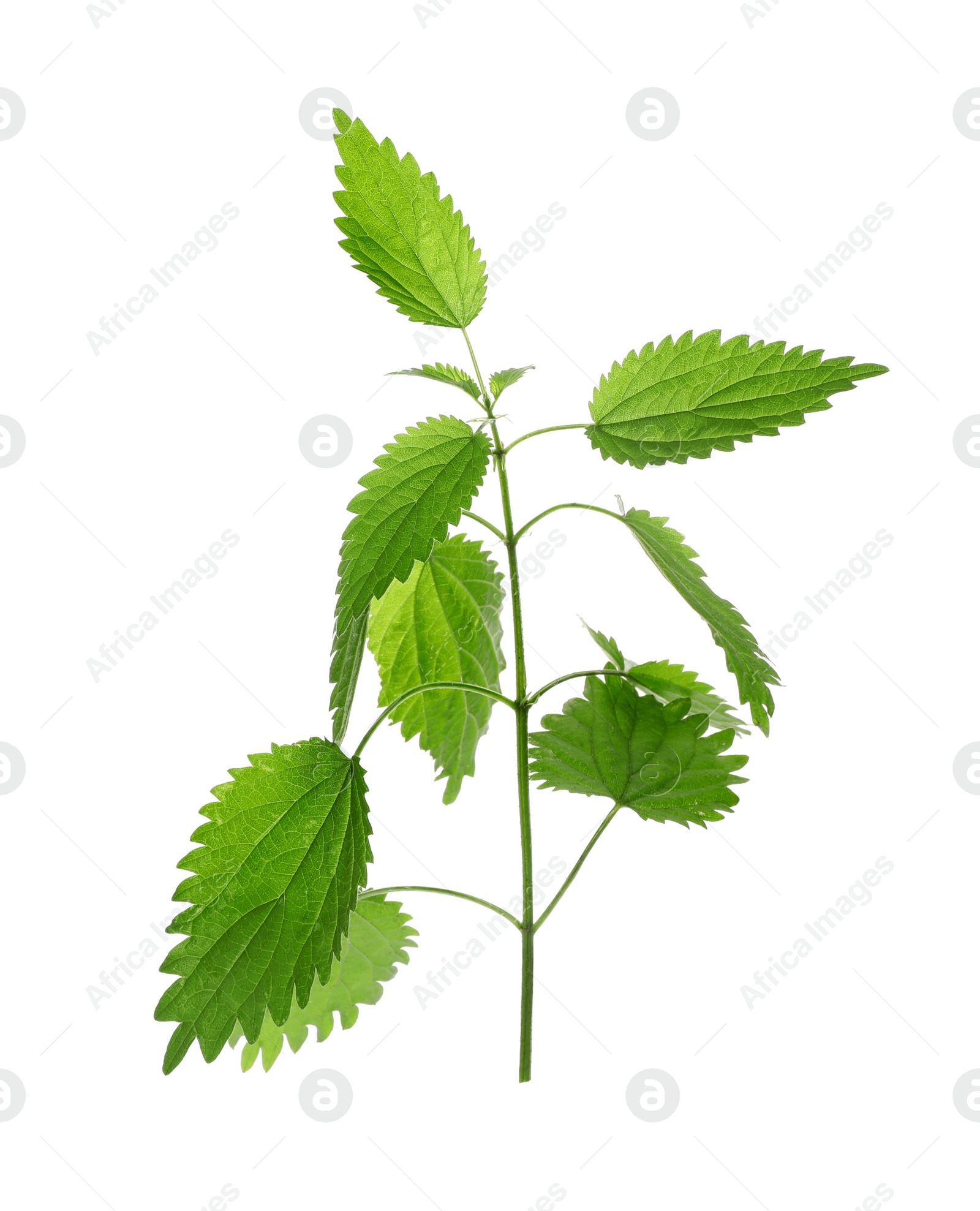 Photo of Fresh stinging nettle plant on white background