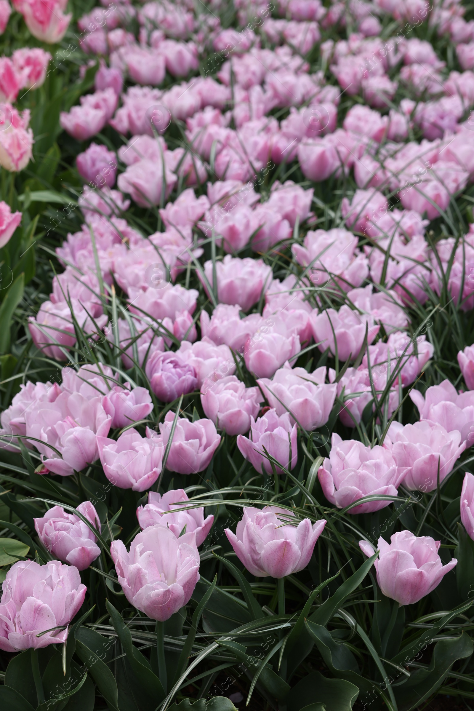 Photo of Beautiful tulip flowers growing outdoors, closeup. Spring season