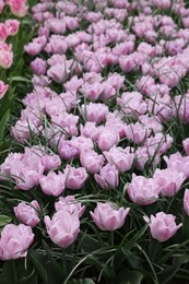 Photo of Beautiful tulip flowers growing outdoors, closeup. Spring season